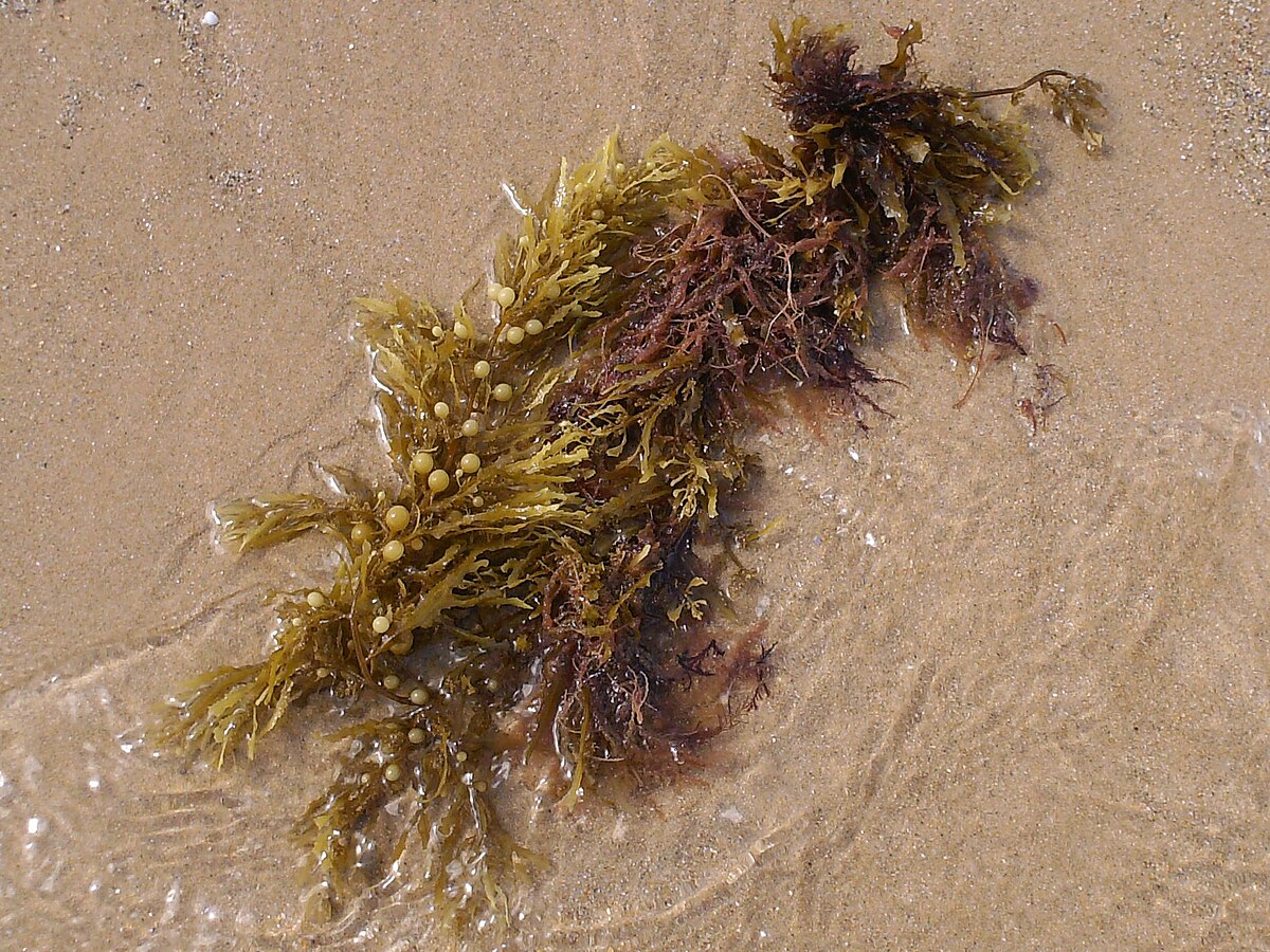 Alga problemática Sargassum muticum